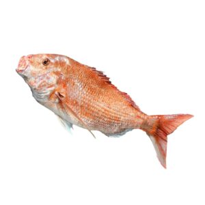 Red Snapper Price in Pakistan